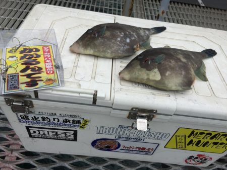 マルハゲ不発もウマヅラGet！